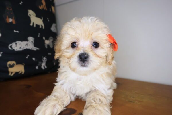 Veda Maltipoo 01
