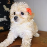 Veda Maltipoo 03
