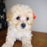 Veda Maltipoo 04