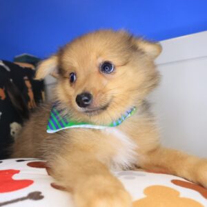 Wallaby Pomeranian 01