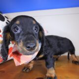 Waylon Dachshund 02