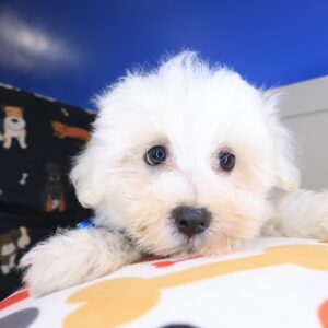Winner Maltese 01 Winner Maltese 01