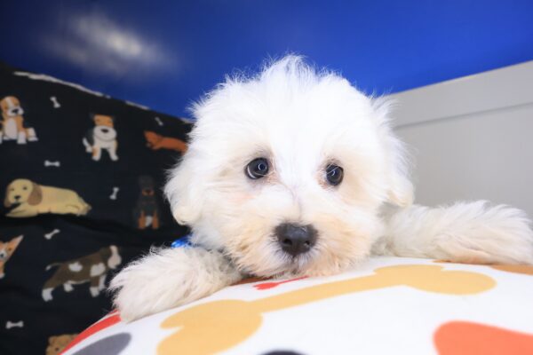 Winner Maltese 01
