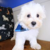 Winner Maltese 02