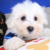 Winner Maltese 03