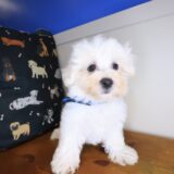 Winner Maltese 04