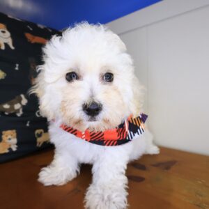 Winslow Maltipoo 01 Winslow Maltipoo 01