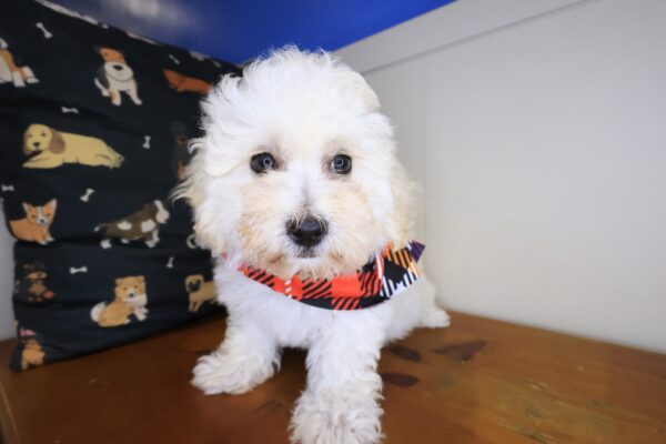Winslow Maltipoo 01