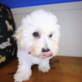 Winslow Maltipoo 03