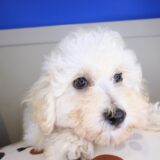 Winslow Maltipoo 04