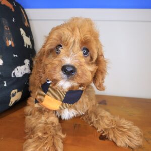 Wombat Cavapoo 01 Wombat Cavapoo 01