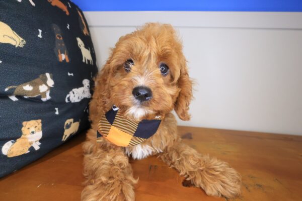Wombat Cavapoo 01