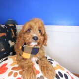 Wombat Cavapoo 02