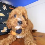 Wombat Cavapoo 04