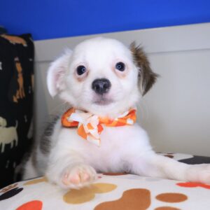 Xena Chihuahua 01 Xena Chihuahua 01