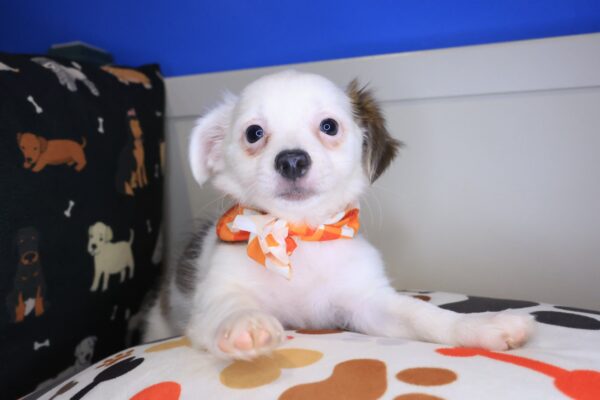 Xena Chihuahua 01