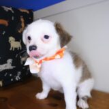 Xena Chihuahua 02
