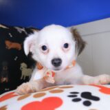 Xena Chihuahua 03