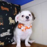 Xena Chihuahua 04