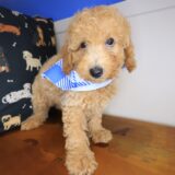 Zebbie Poodle 01