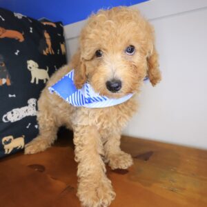 Zebbie Poodle 01