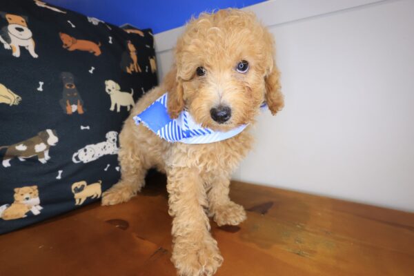 Zebbie Poodle 01