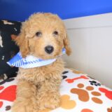 Zebbie Poodle 02