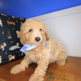 Zebbie Poodle 03