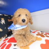 Zebbie Poodle 04