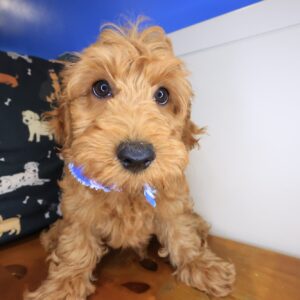 Zeno Goldendoodle 01 Zeno Goldendoodle 01