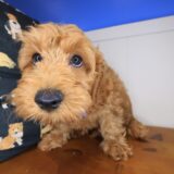 Zeno Goldendoodle 04
