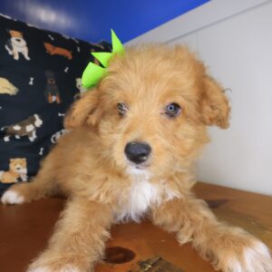 Zig-Zag Aussiedoodle 01 Zig-Zag Aussiedoodle 01