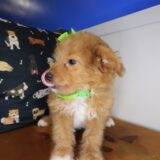 Zig-Zag Aussiedoodle 03