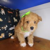 Zig-Zag Aussiedoodle 04