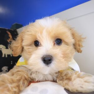 Adèle Maltipoo 01 Adèle Maltipoo 01