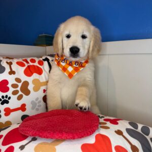 Aldo Golden Retriever 01 Aldo Golden Retriever 01