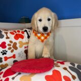 Aldo Golden Retriever 04