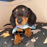 Alfie Dachshund 01