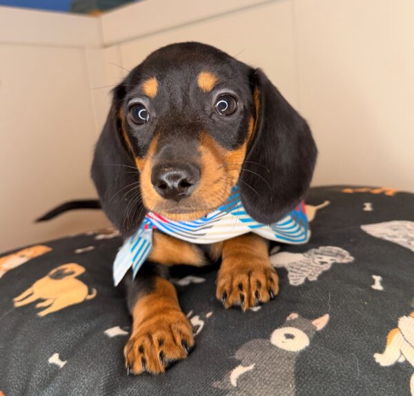 Alfie Dachshund 01
