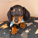 Alfie Dachshund 02