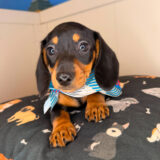 Alfie Dachshund 04