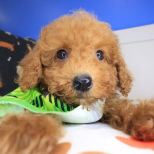 Archibald Poodle 01 Archibald Poodle 01
