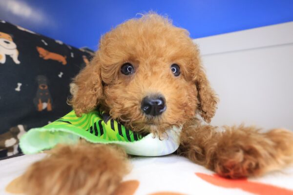 Archibald Poodle 01