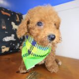 Archibald Poodle 03