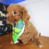 Archibald Poodle 04