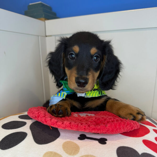Babydoll Dachshund 01