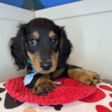 Babydoll Dachshund 02