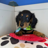 Babydoll Dachshund 03