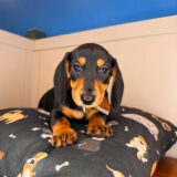 Bagel Dachshund 03