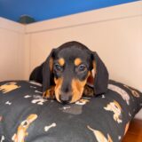 Bagel Dachshund 04